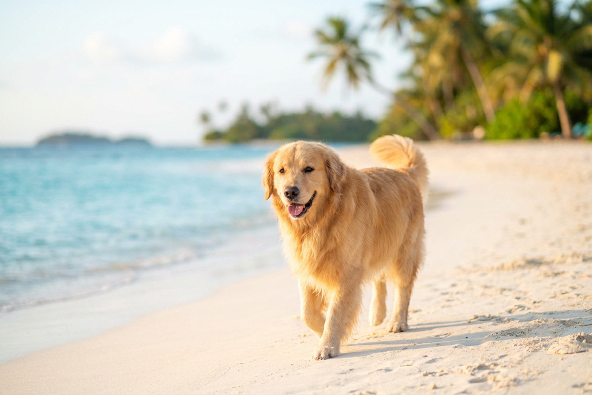 Golden retriever on a tropical beach in Miami