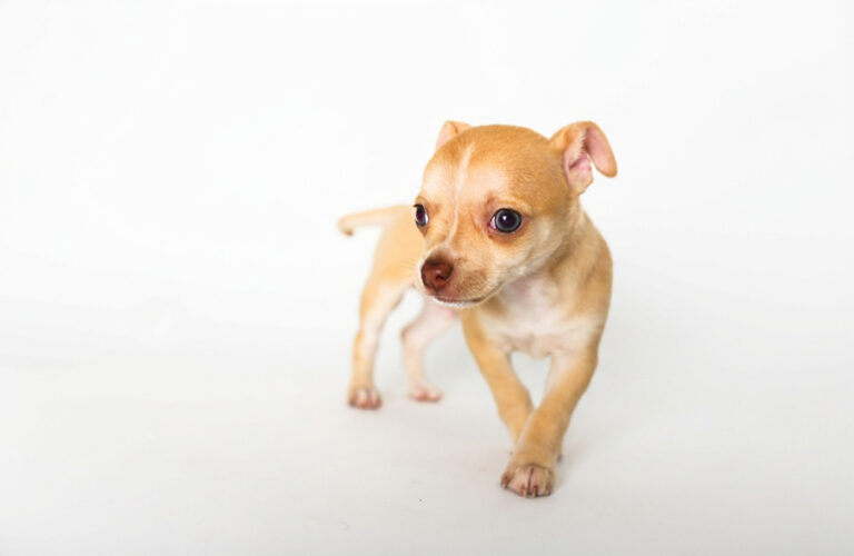 Chihuahua puppy trotting on a white studio background, pet photography by Arte City Media